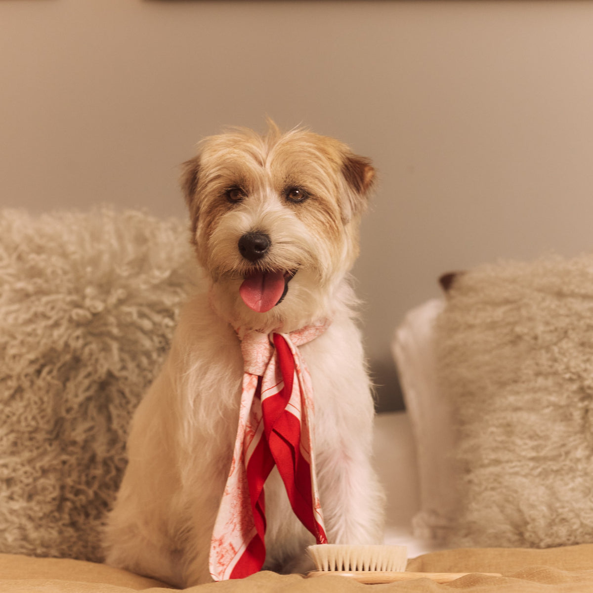Petit chien blanc portant le bandana en soie Bonnie, rouge