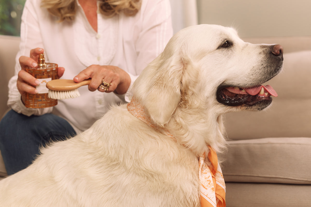 Parfum vaporisé sur la brosse, golden retriever au bandana César à côté