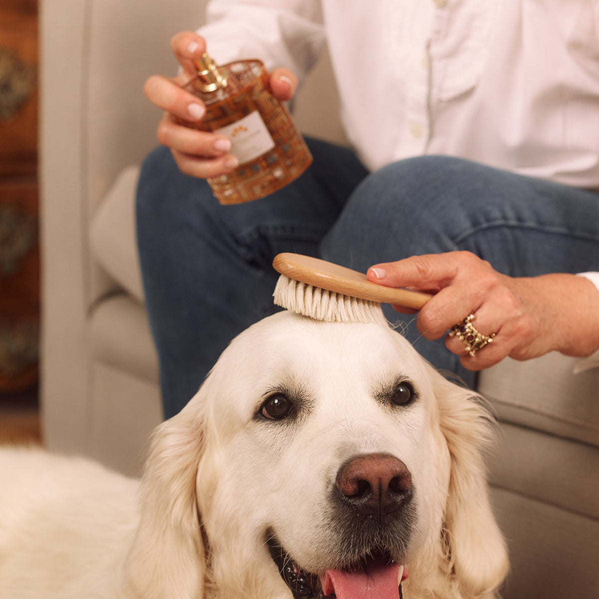 Golden retriever brossé, flacon César à la main de son maître