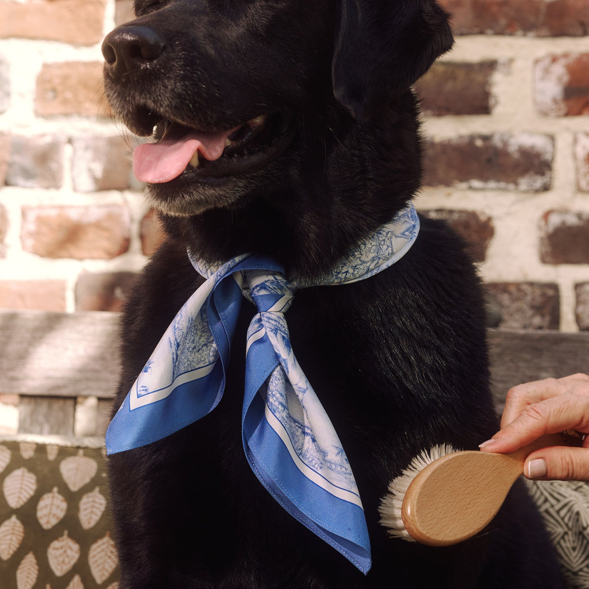 Labrador noir au bandana Clyde, brossé par son maître