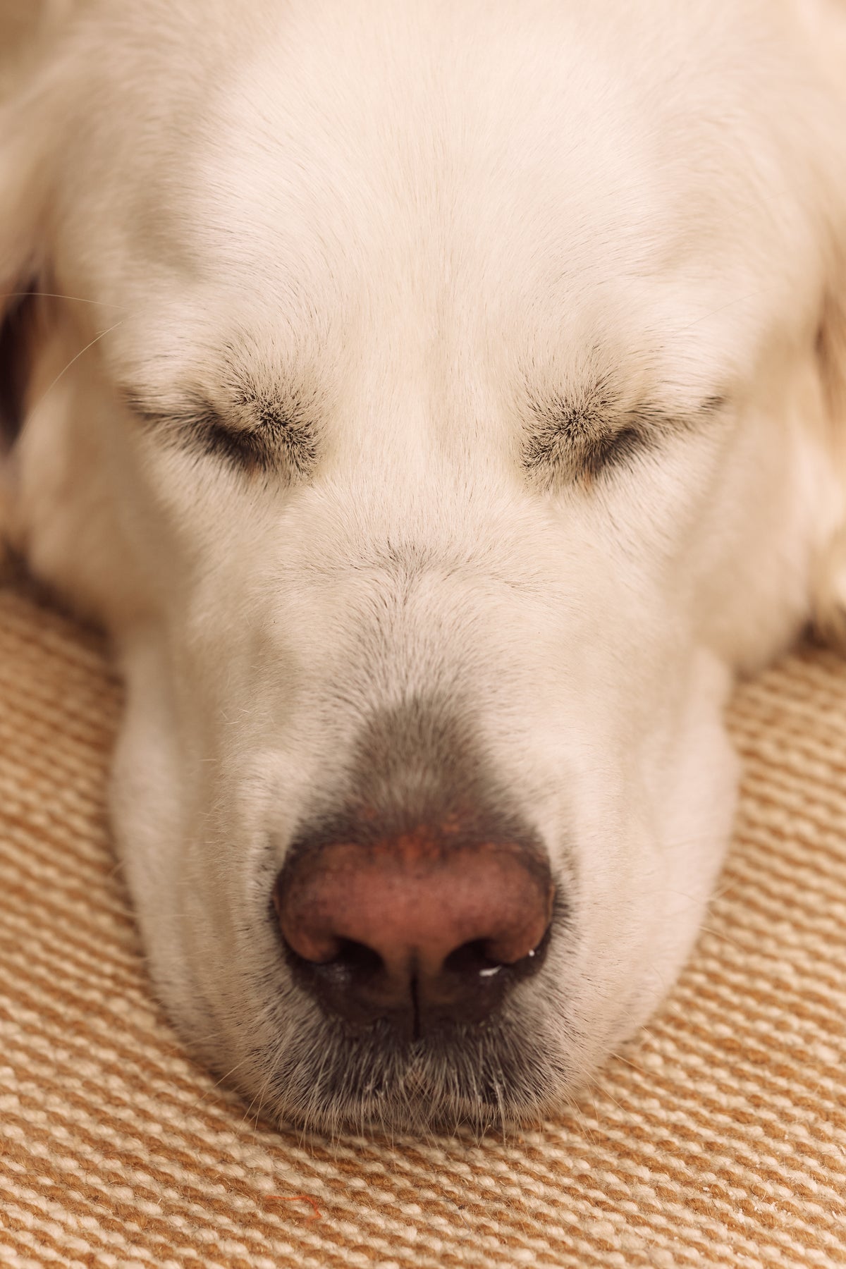 Golden retriever sereno, con los ojos cerrados, en primer plano