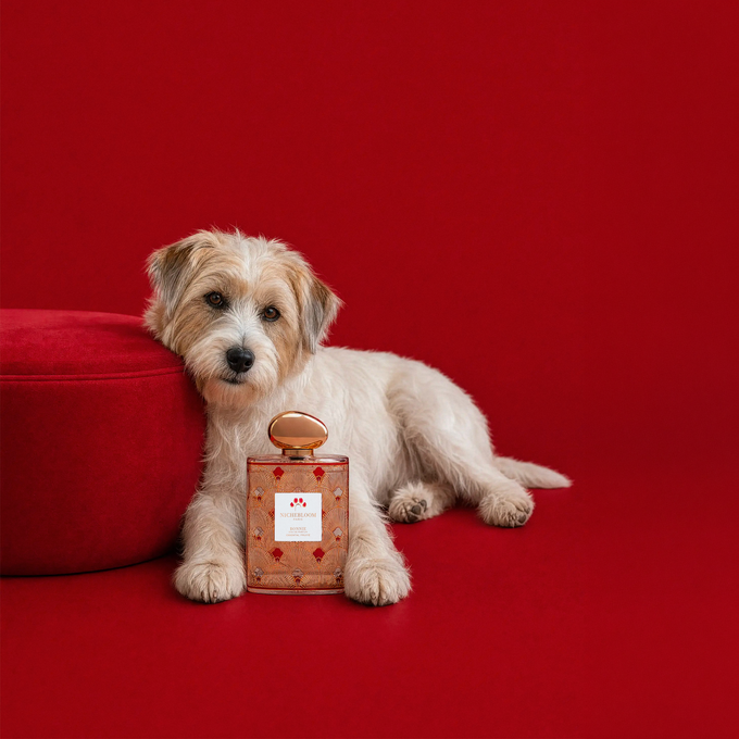 Petit chien blanc et fauve près du flacon Bonnie, fond rouge