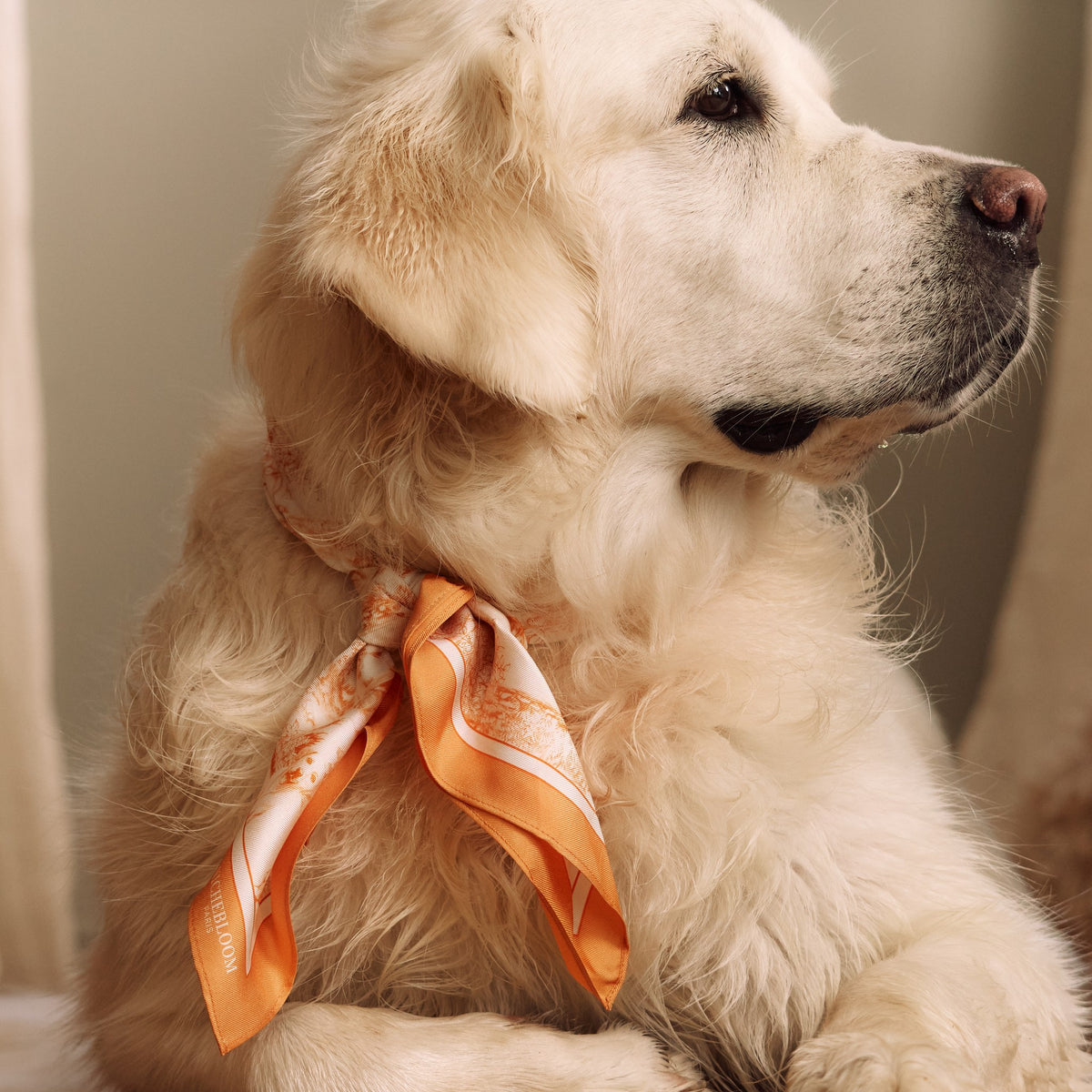 Golden retriever portant le bandana en soie César, orange