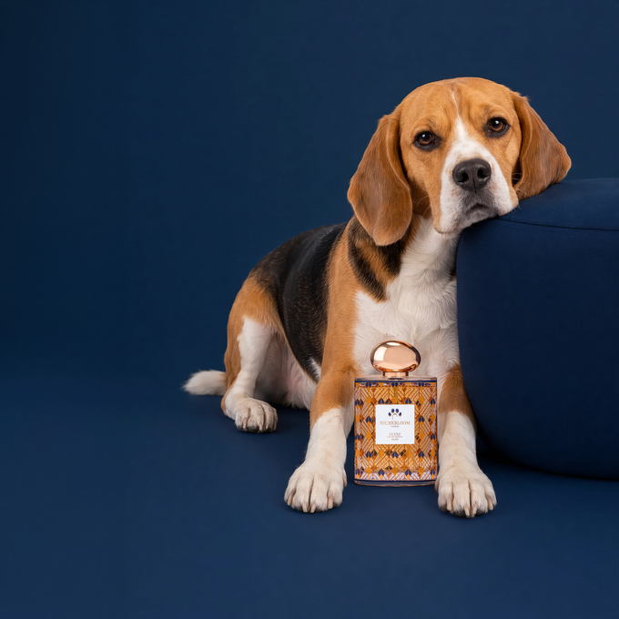 Beagle assis près du flacon Clyde, fond bleu nuit