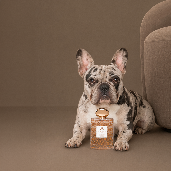 Bouledogue français couché près du flacon Napoléon, fond taupe
