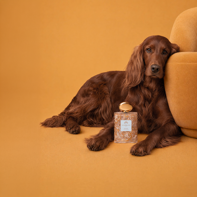 Setter irlandais allongé près du flacon Rosalie, fond ocre